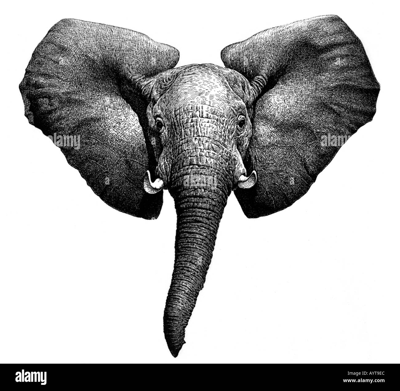 Weißer elefant Schwarzweiß-Stockfotos und -bilder - Alamy