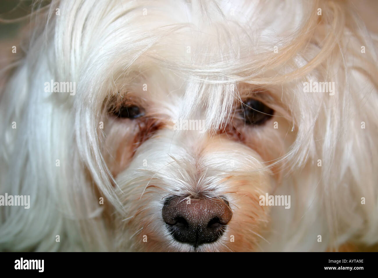 Malteser Hund mit einem Bad Hair Day Stockfoto