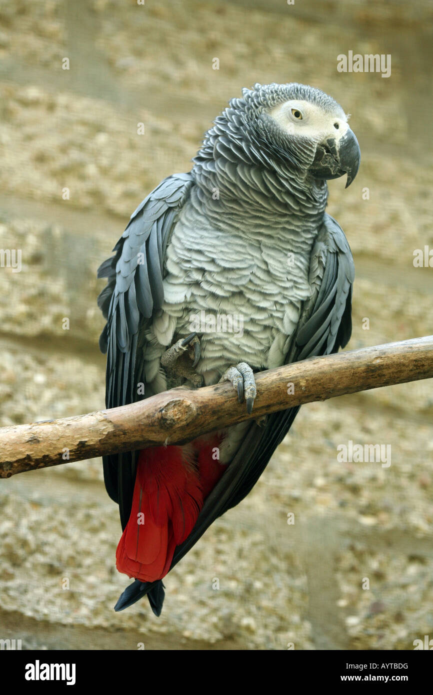 Eine afrikanische Grau-Papagei (Psittacus Erithacus) Stockfoto
