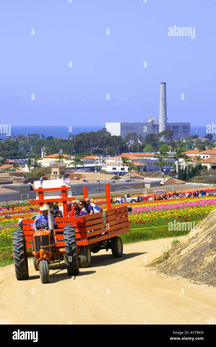 Carlsbad Blumenfelder, Blumen, Pflanzen, Farben, lebendige, Traktor, Traktor-Tour, touristische Stockfoto