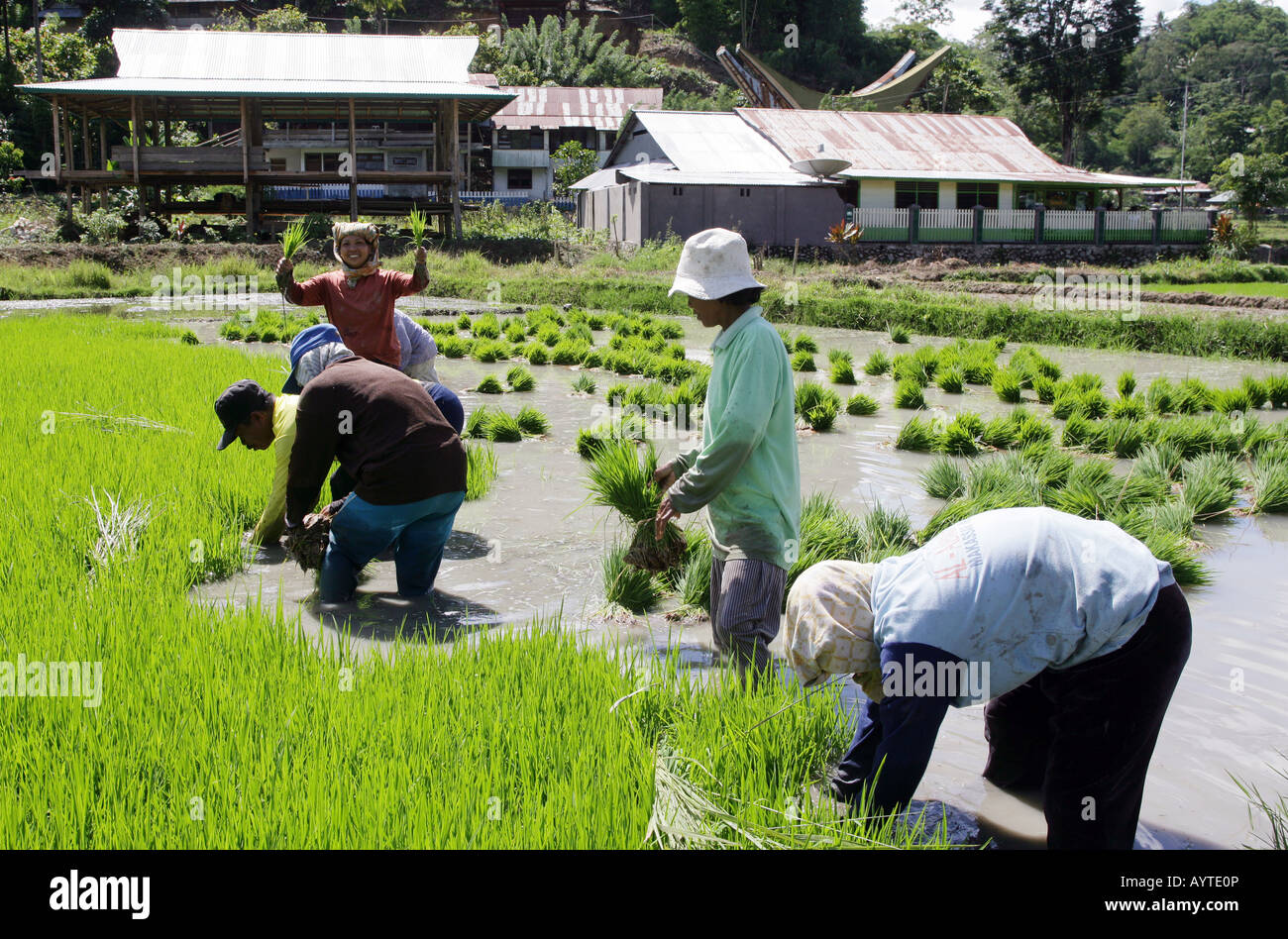 Indonesien: Frauen Pflanzen Reis Sämlinge, Sulawesi Insel in der Nähe von Rantepao Stockfoto