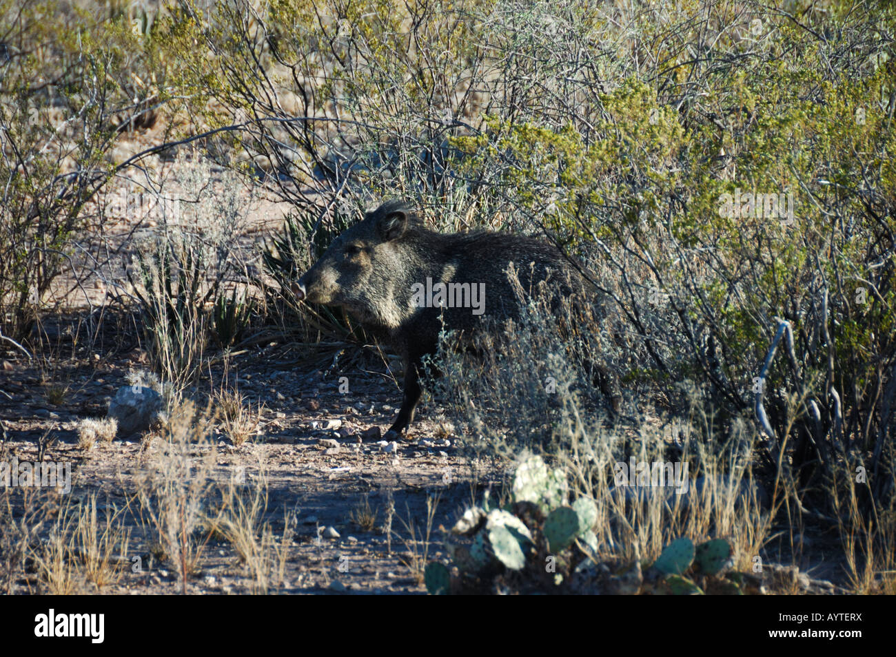 Ein Javelina laufen wild in West-Texas. USA. Stockfoto
