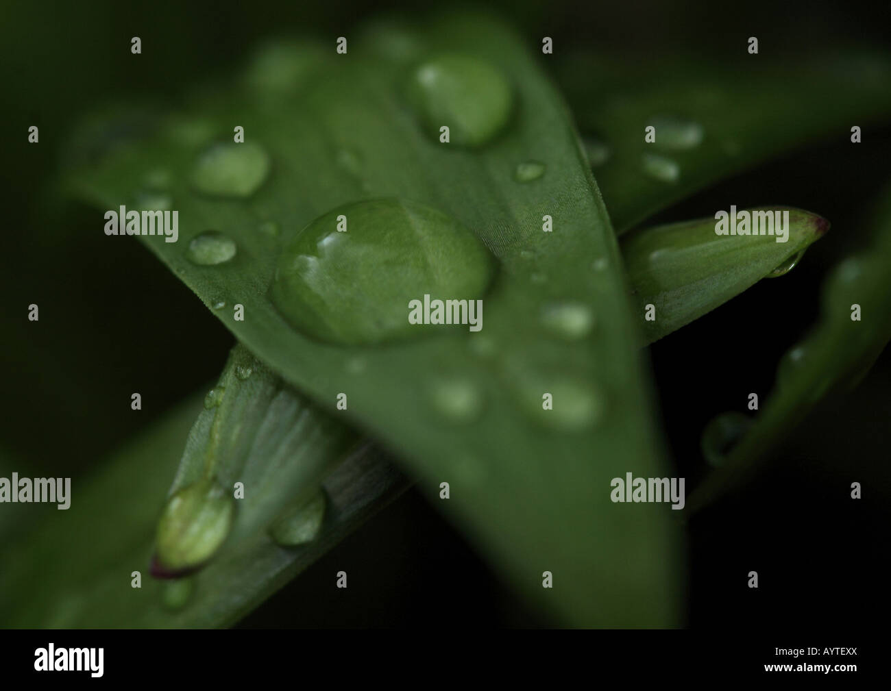 Wassertropfen auf den Blättern bilden. Stockfoto