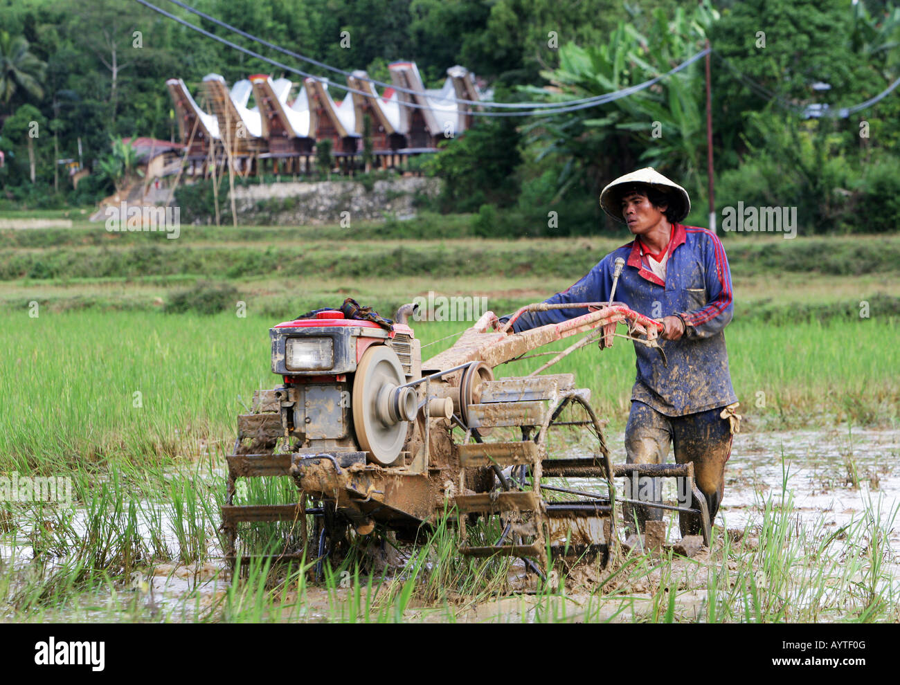 Indonesien, Pflügen Reisfeld mit einem Traktor, Sulawesi Insel in der Nähe von Rantepao Mann Stockfoto