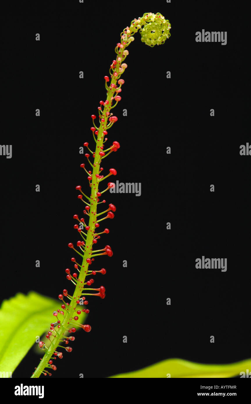 Airy Shaw (Triphyophyllum Peltatum). Entfaltenden glanduläre Blatt mit normalen Blättern im Hintergrund Stockfoto