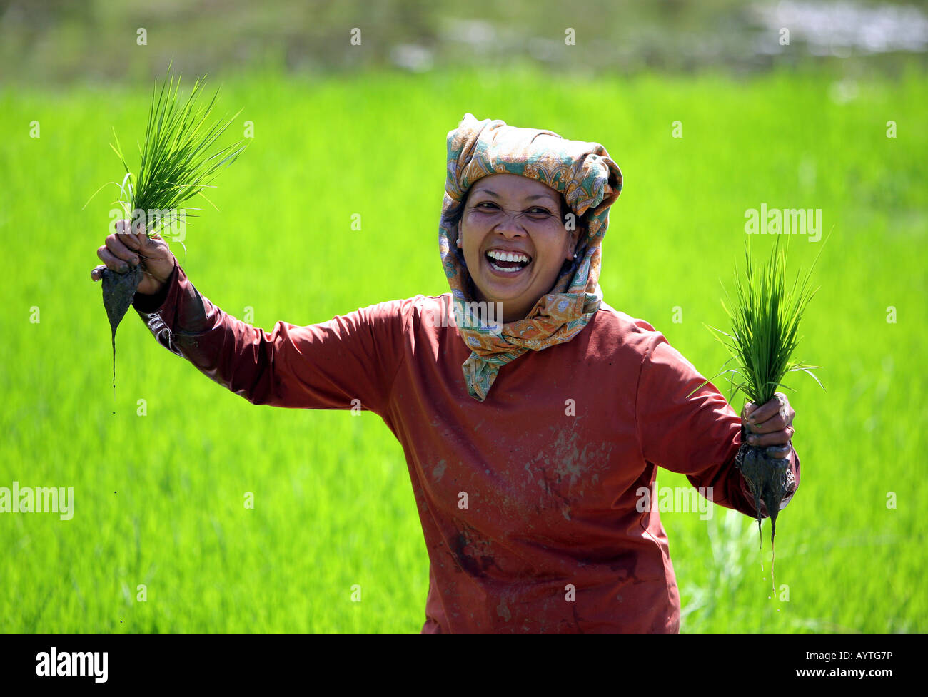 Indonesien: Frau pflanzt Reis Sämlinge, Sulawesi Insel in der Nähe von Rantepao Stockfoto
