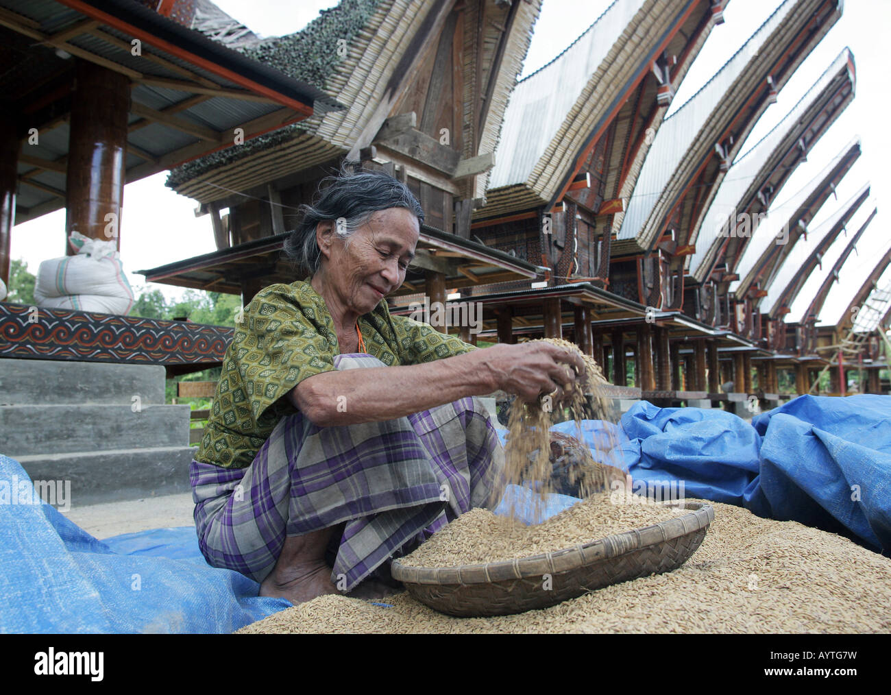 Indonesien: Frau Reinigung Reis vor Tongkonan Häuser (Reis Lagerhallen). Stockfoto