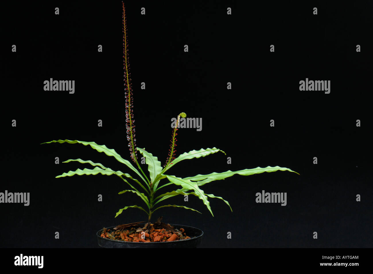 Airy Shaw (Triphyophyllum Peltatum). Pflanze mit normalen und Drüsengewebe Blättern Stockfoto