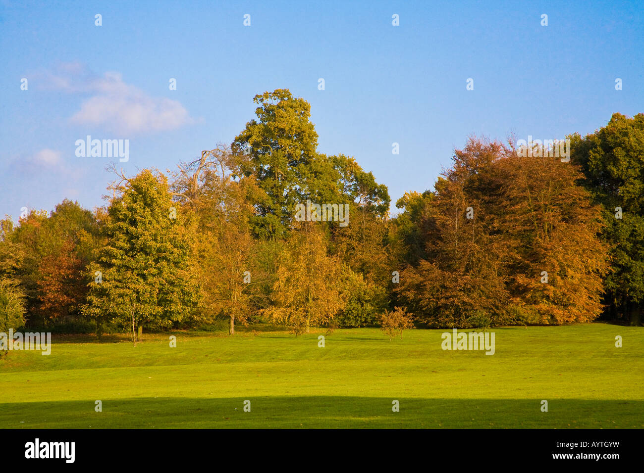 Herbstfärbung in Earlham Park Norwich Norfolk England mit grünem Rasen und leuchtend bunten Bäumen Stockfoto