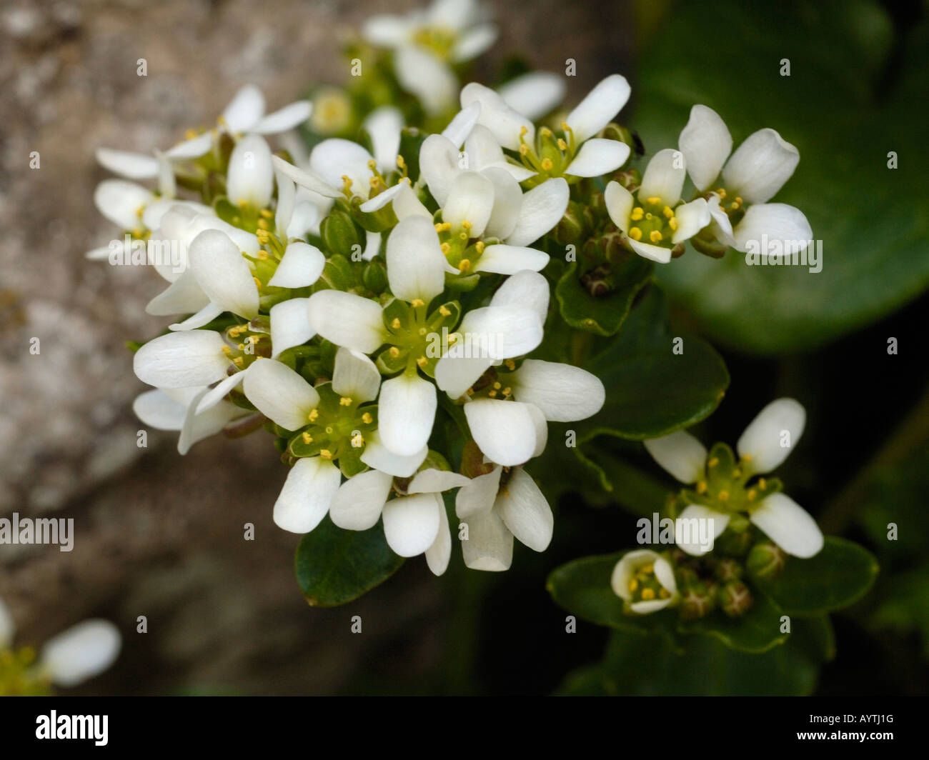 Gemeinsamen Scurvygrass, Cochlearia officinalis Stockfoto