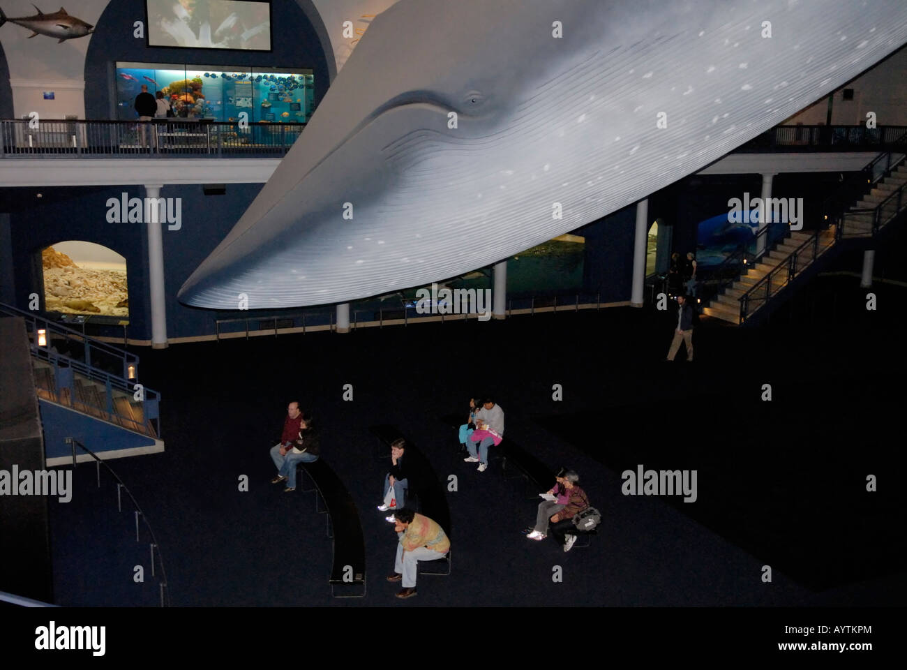 Blauwal Lifesize anzeigen in Halle Meeresbewohner, American Museum of Natural History Stockfoto