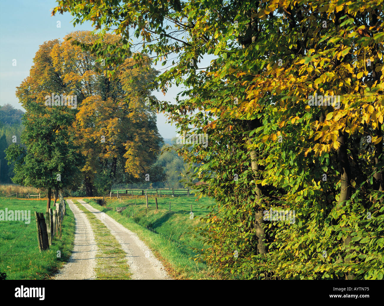Herbstlandschaft, Herbstlich Gefaerbter Baum ein Einems Weg in Essen-Werden, Ruhrgebiet, Nordrhein-Westfalen Stockfoto