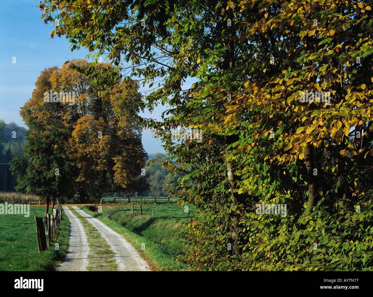Herbstlandschaft, Herbstlich Gefaerbter Baum ein Einems Weg in Essen-Werden, Ruhrgebiet, Nordrhein-Westfalen Stockfoto