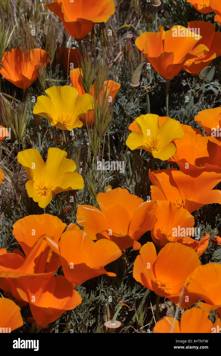 Kalifornien Mohnblumen, Poppy finden Antelope Valley CA 080413_30179 Stockfoto