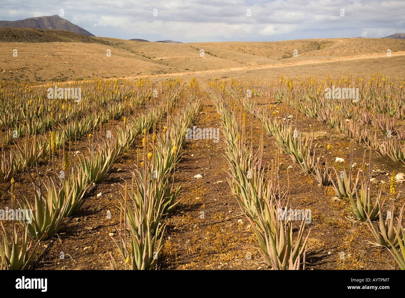 Feld mit Aloe Vera Blütenpflanzen, Fuerteventura, Kanaren, Spanien Stockfoto