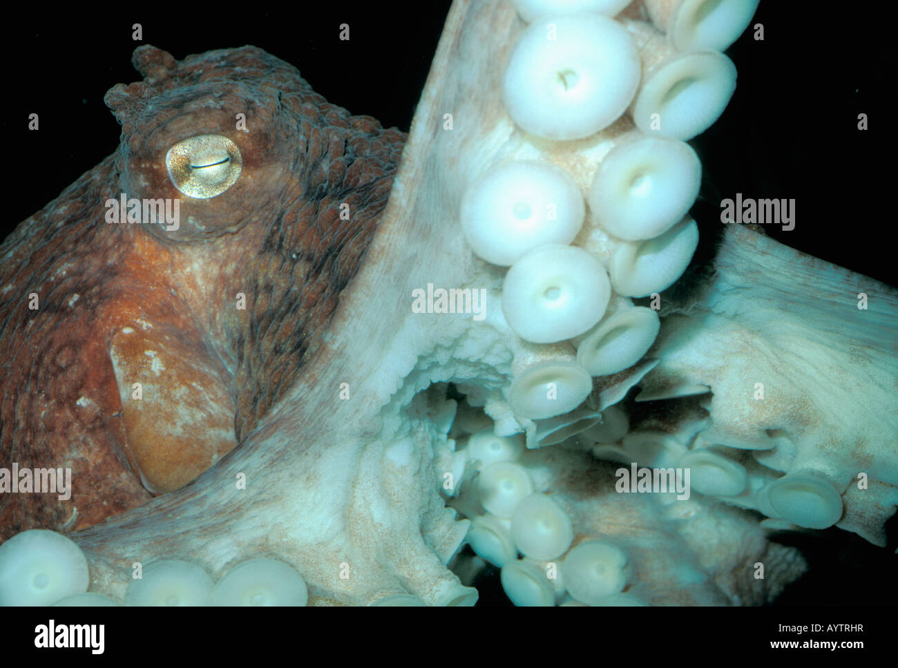 Riesige pazifische Krake (Octopus Dofleini) gefangen Seattle Aquarium Stockfoto