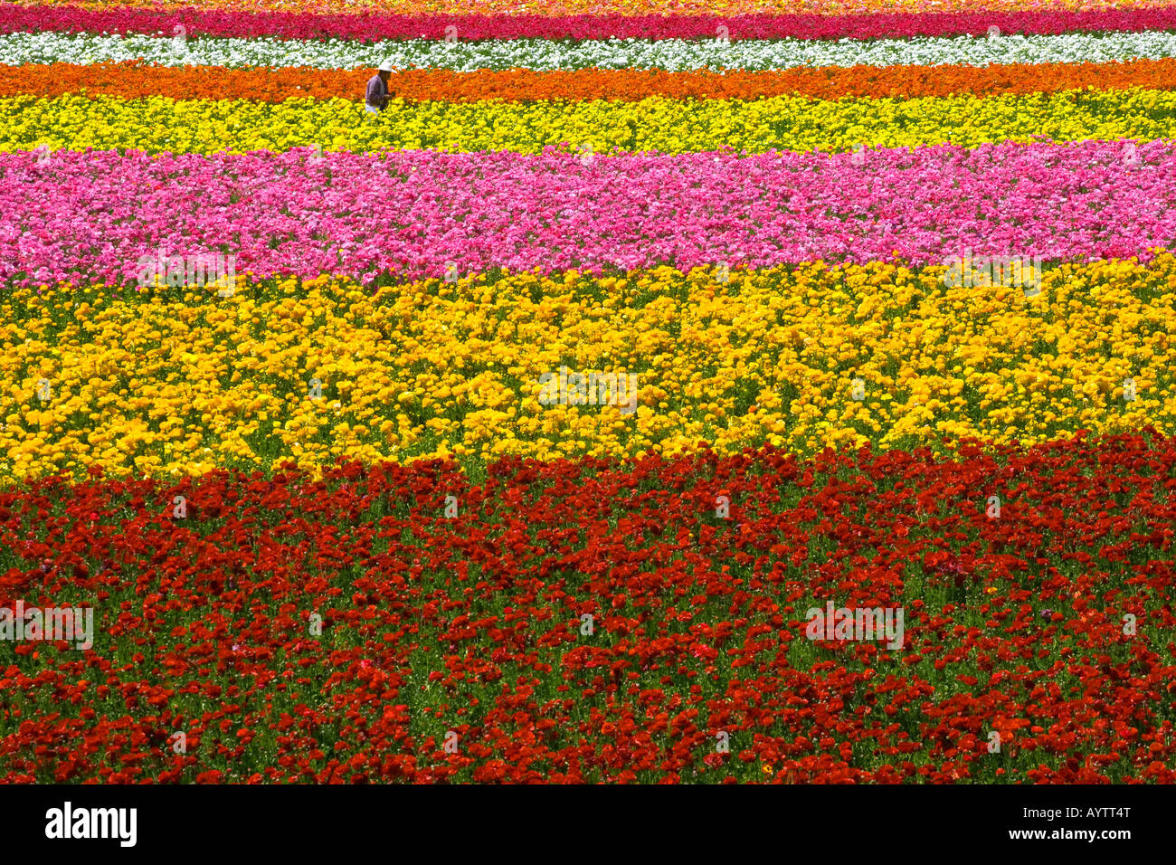 Knospe, Kommissionierung, Felder, Blumen, Flora, Farbe, Tag, hell, sonnig, San Diego, Kalifornien, Carlsbad Stockfoto