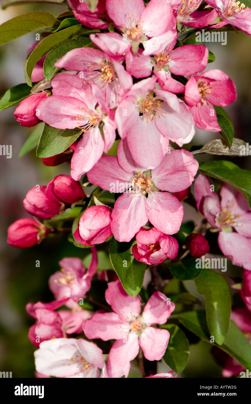 Ein Zierapfel-Baum voller rosa Blüten im Frühjahr. Stockfoto