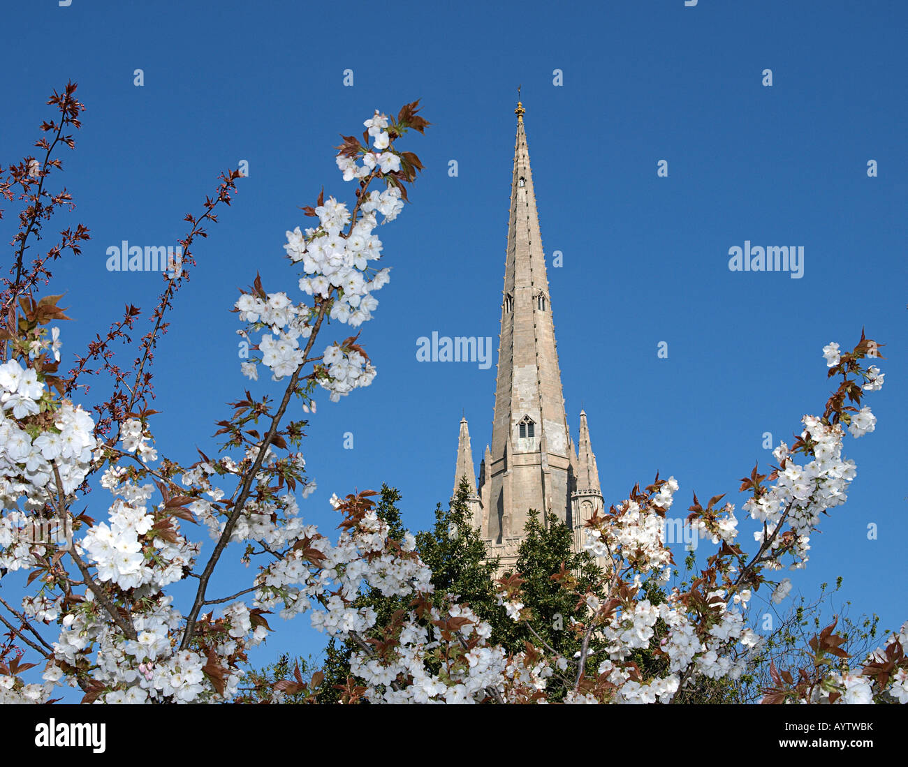 TURM DER NORWICH KATHEDRALE MIT SPRING BLOSSOM IM VORDERGRUND, NORWICH NORFOLK ENGLAND UK Stockfoto