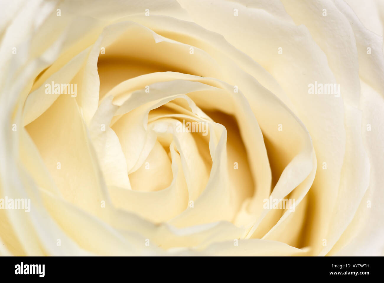 Cremefarbene Rose - vorsätzliche geringe Schärfentiefe betonen Weichheit. Stockfoto