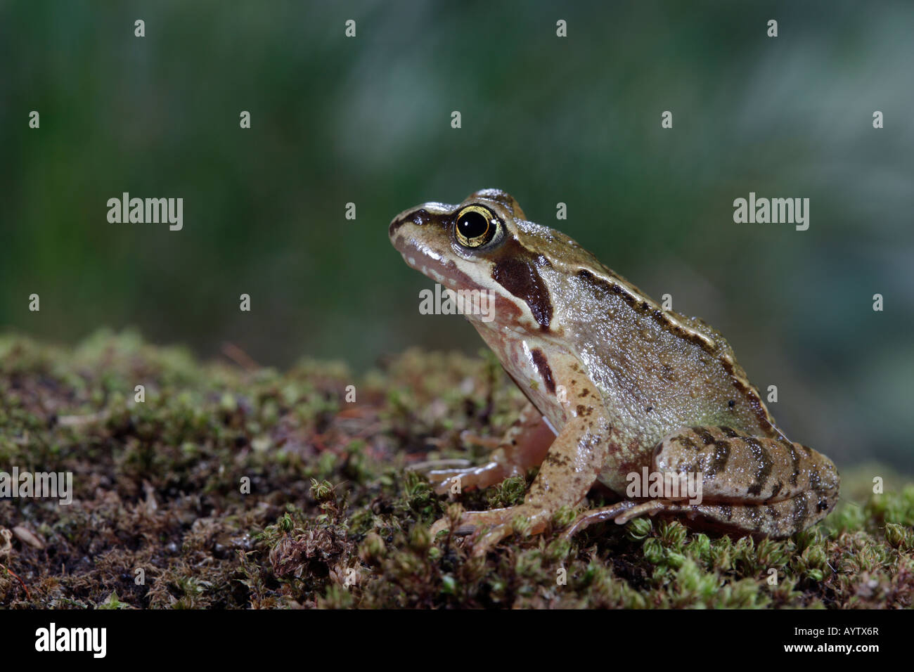 Gemeinsamen Frosch Rana Temporaria sitzen suchen alert Potton Bedfordshire Stockfoto
