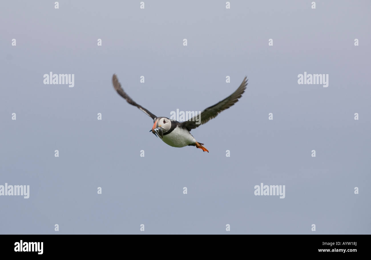 Papageientaucher fliegen über die Farne Islands Stockfoto