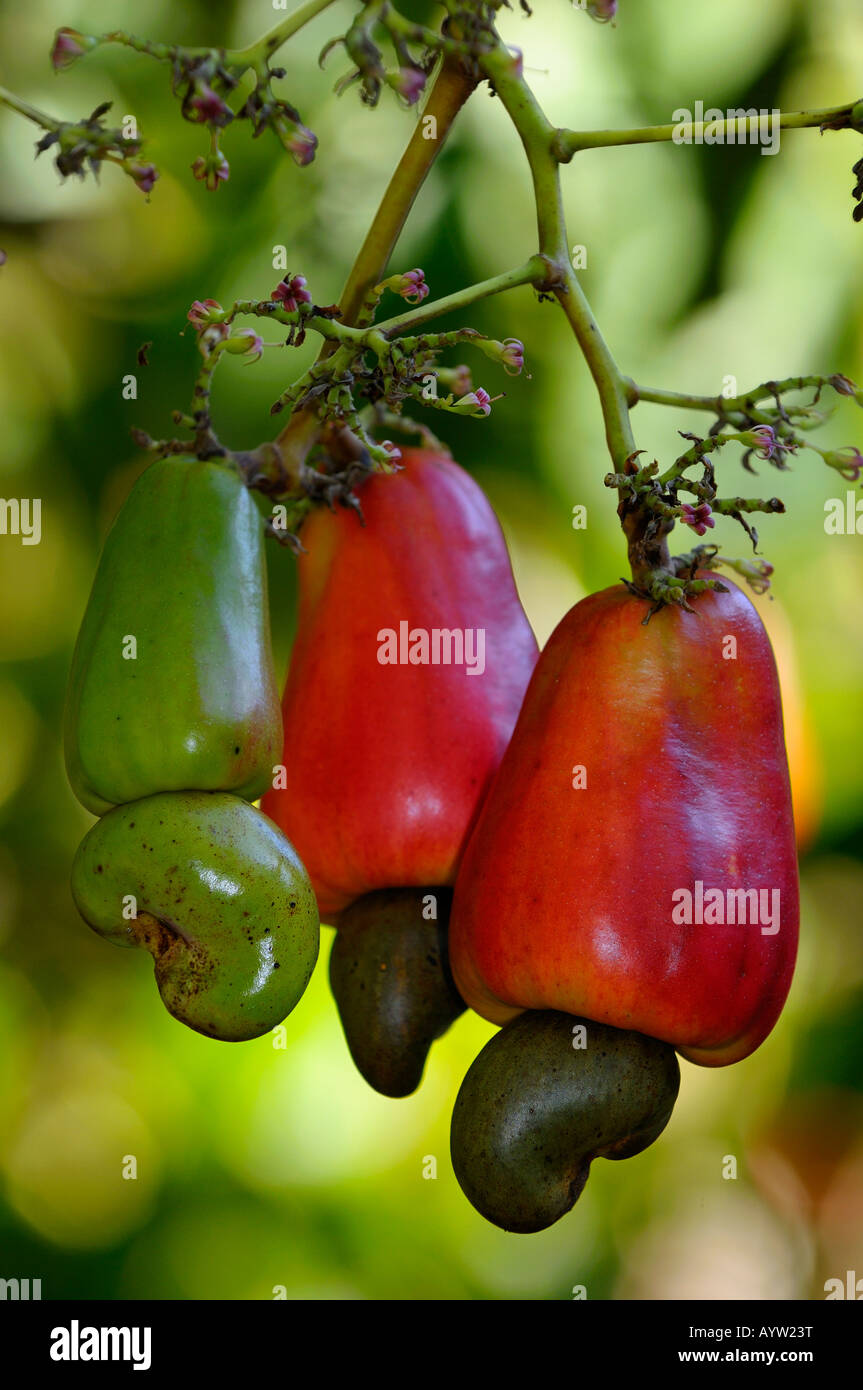 Drei Holzäpfel der Cashew-Baum Frucht mit reifen Samen Muttern costarica Stockfoto
