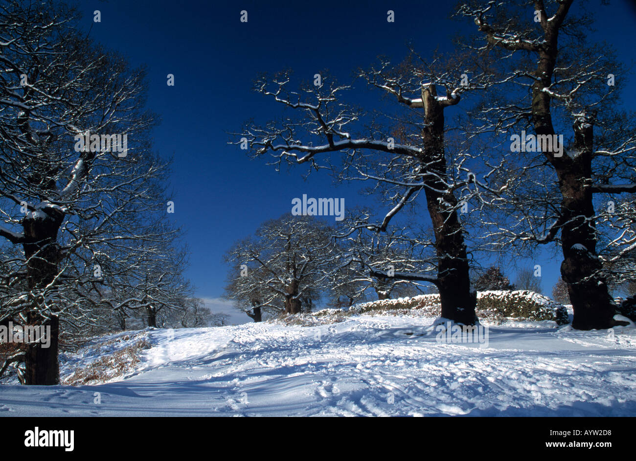 Ein ungewöhnlich starken Fall der Schnee in Bradgate Park Leicestershire Stockfoto