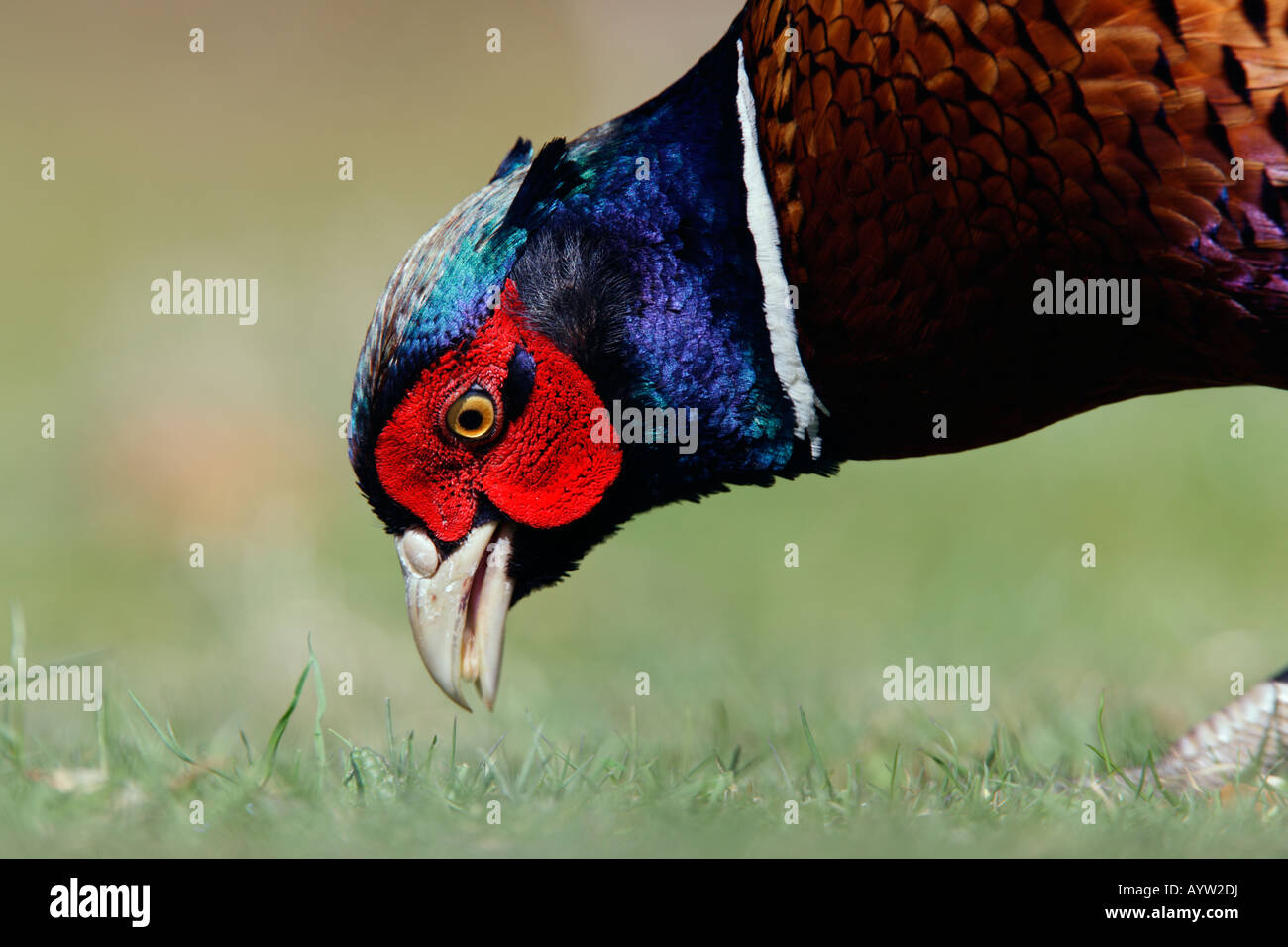 Nahaufnahme von Fasan Phasianus Colchicus Fütterung auf Rasen Potton Bedfordshire Stockfoto