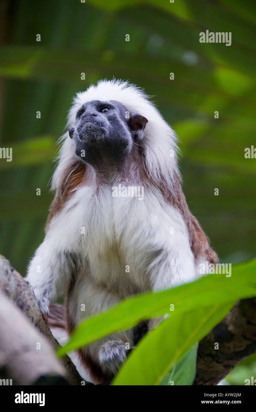 Baumwolle Top Tamarin im Zoo von Singapur Stockfoto