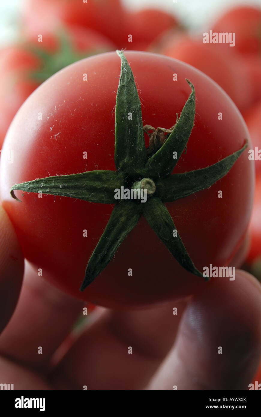 Tomaten Stockfoto