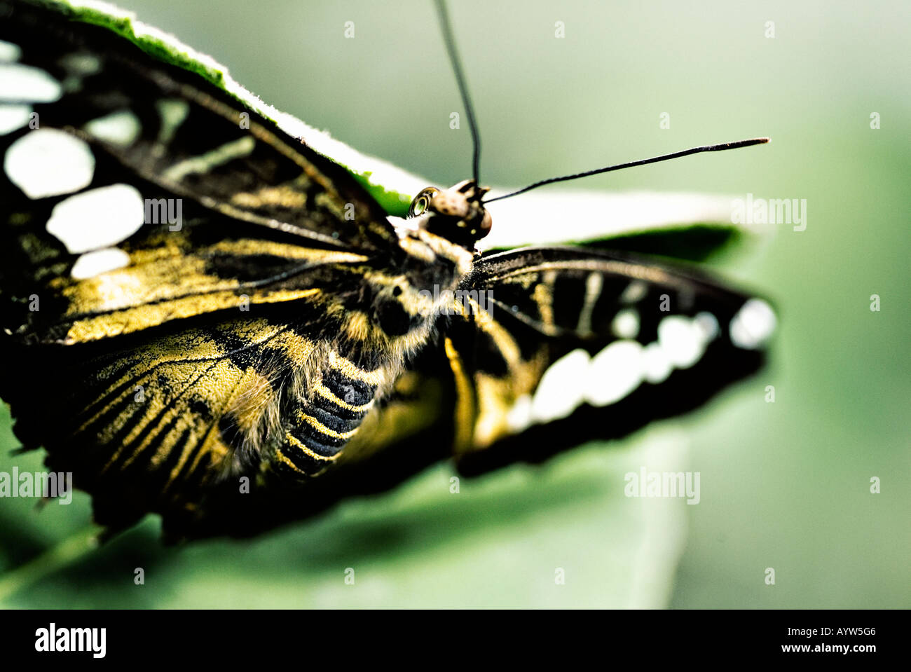 Clipper-Schmetterling Stockfoto