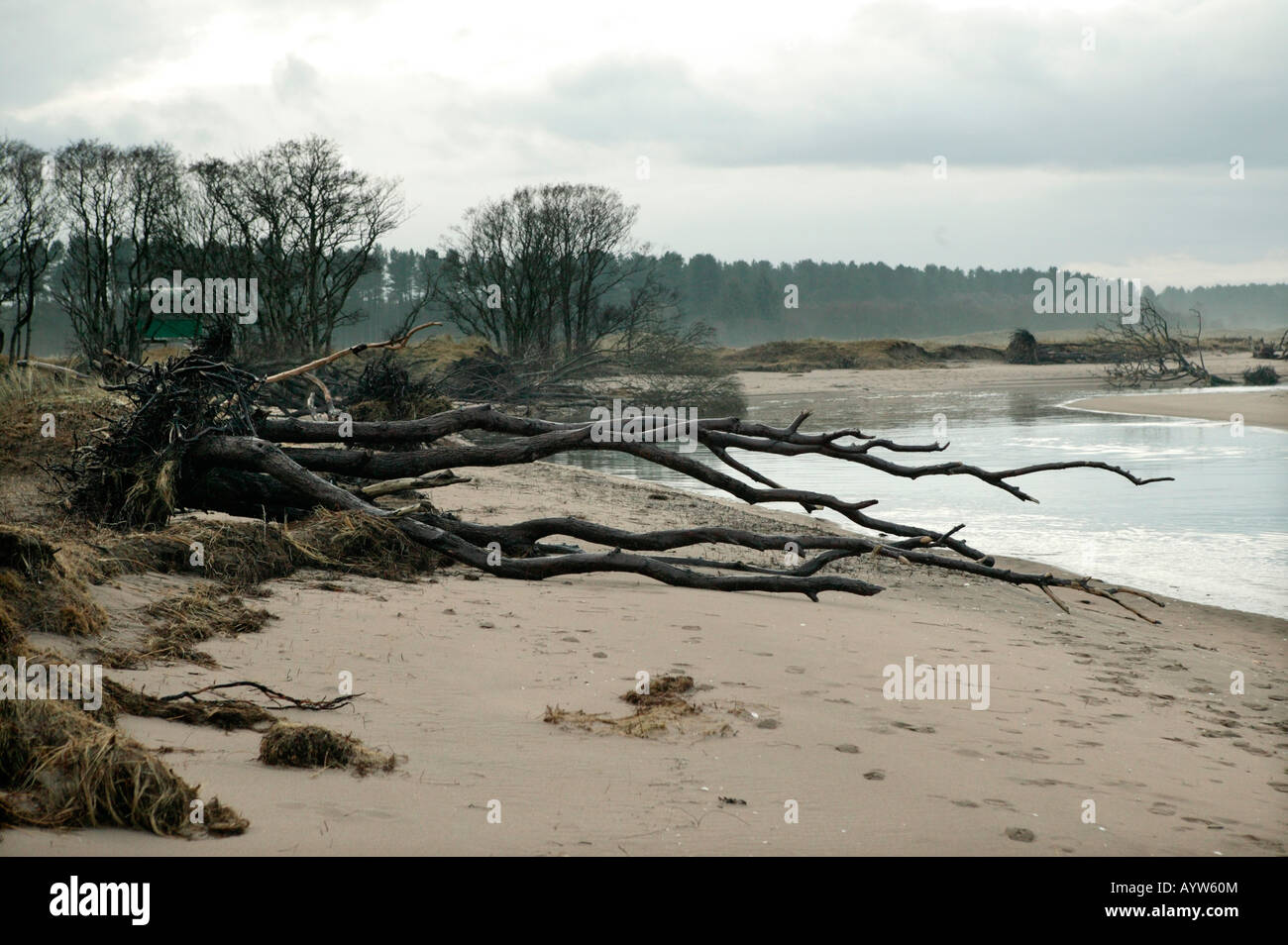 Seascape, umgestürzten Baum vor Abendhimmel Tentsmuir Forrest bunt-Fife Stockfoto