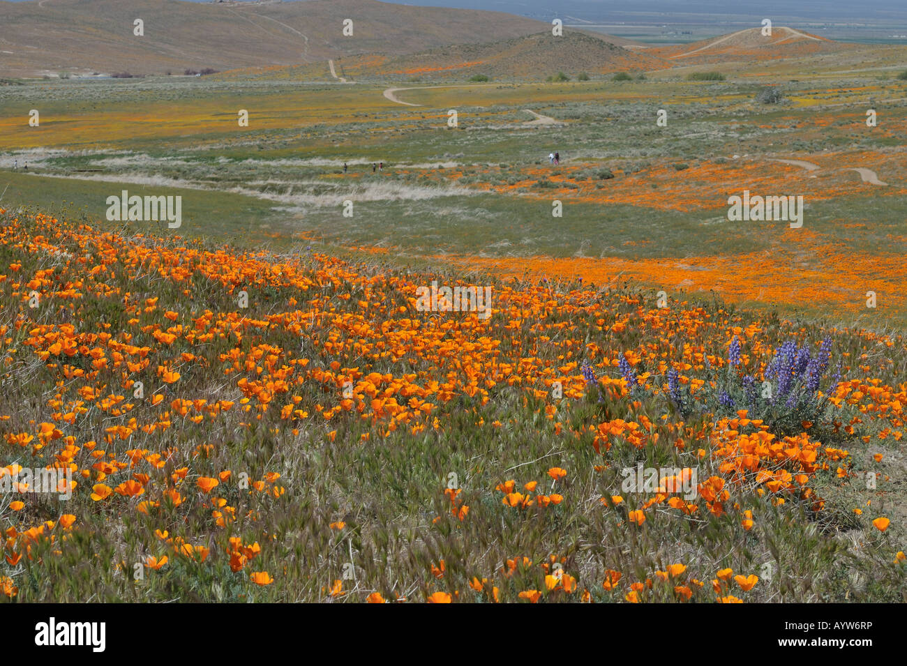 Poppy finden Antelope Valley CA 080413 30201 Stockfoto