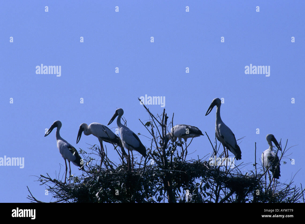 Asiatischer Openbill Störche Anastomus Oscitans Prek Toal Tonle Sap Kambodscha Stockfoto