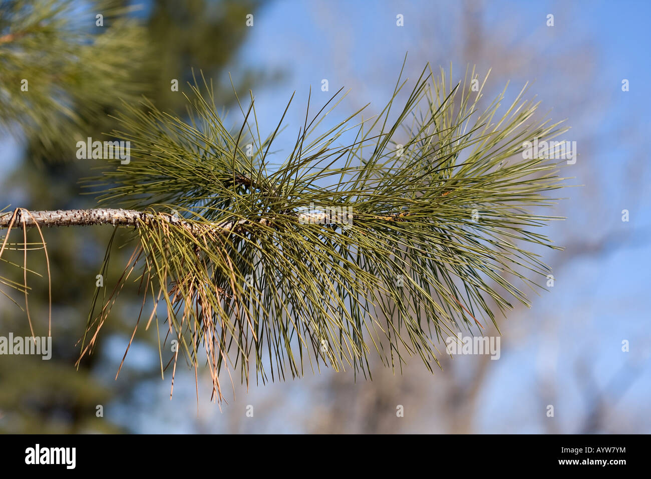 Kiefer-Ast. Stockfoto