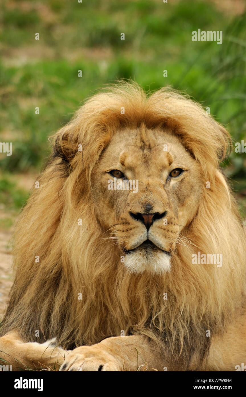 Ein Portrait des afrikanischen Löwen Panthera Leo Krugeri männlichen vertikale Ausrichtung Stockfoto