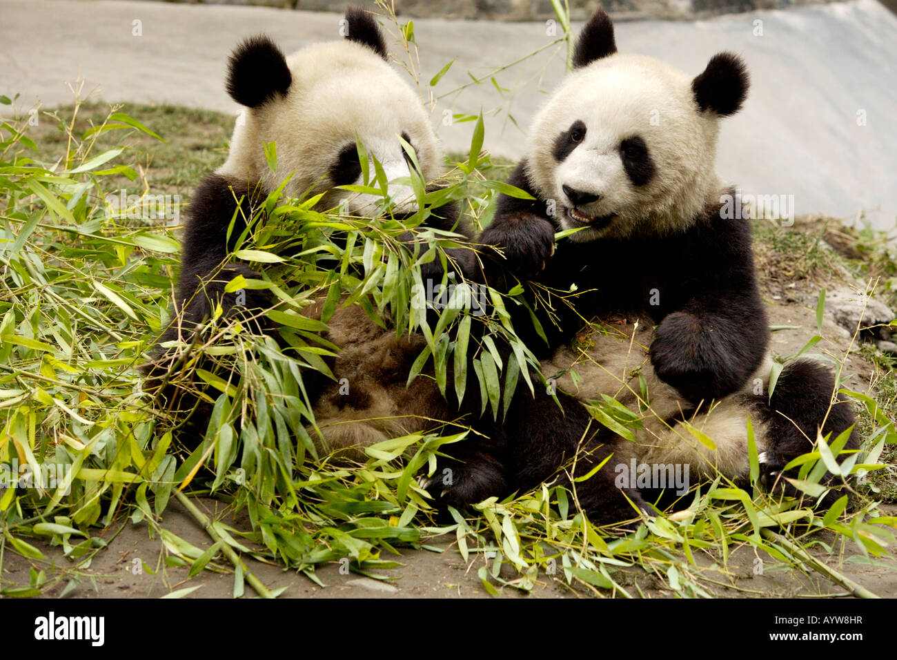 Baby groen Pandas Essen Bambus, Zucht-Zentrum Wolong, Provinz Sichuan,  China Stockfotografie - Alamy