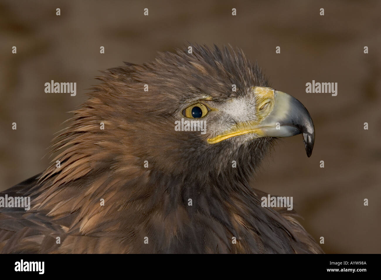 Leiter der Goldene Adler Aquila Chrysaetos Falknerei Zentrum Cotswolds UK Stockfoto