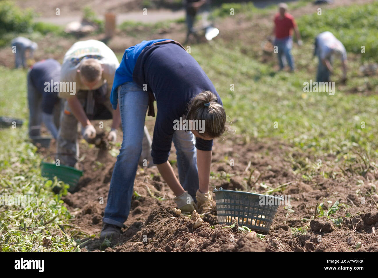 Polnische Arbeiter Harvesting Jersey Royal neue Kartoffeln Jersey Kanalinseln Stockfoto