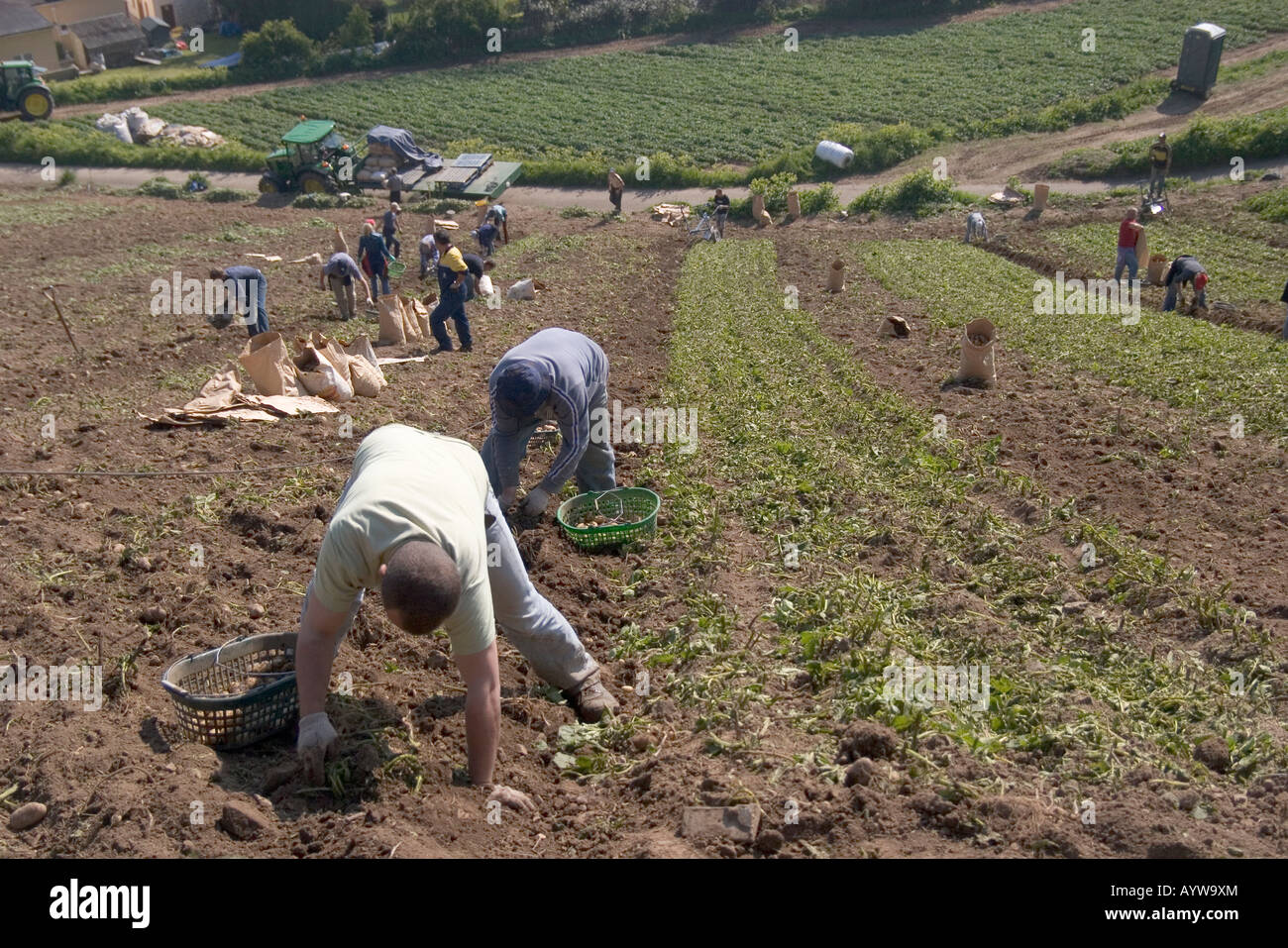 Polnische Arbeiter Harvesting Jersey Royal neue Kartoffeln Jersey Kanalinseln Stockfoto