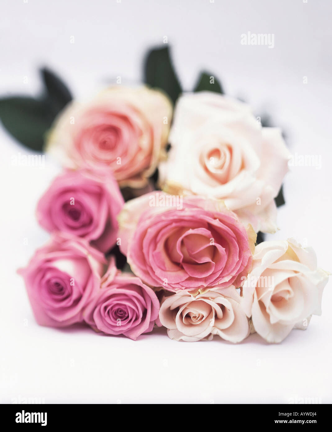 Eine schöne Reihe von Pastell farbigen Rosen Stockfoto