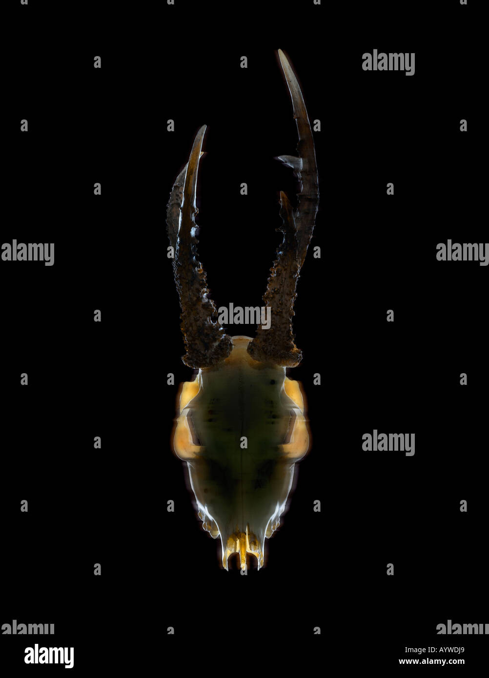 Ein dämonisches Tier Schädel mit Hörnern Stockfoto
