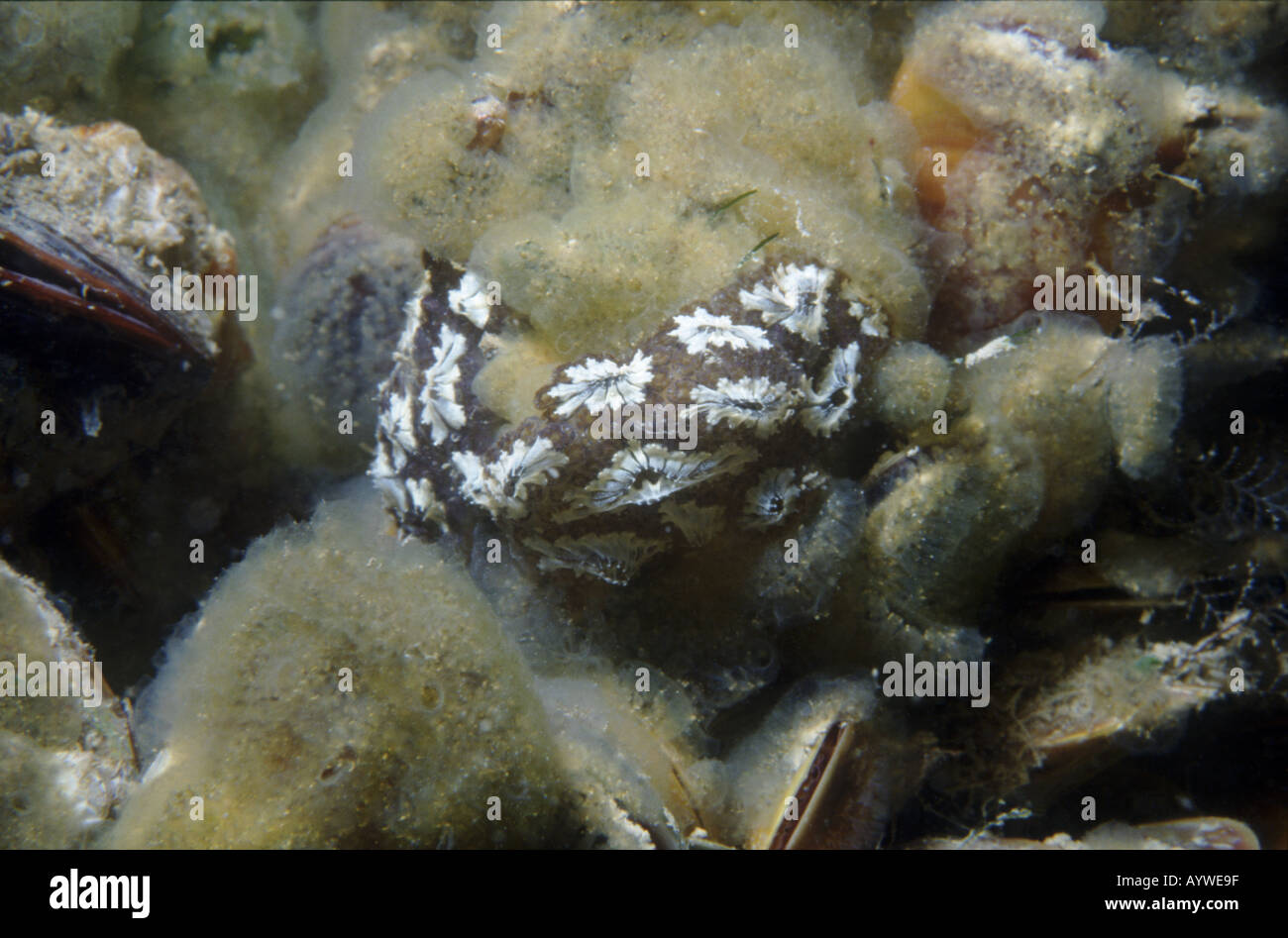 Kolonien der Sterne Ascidian, Batryllus Schlosseri konkurrieren mit Schwämmen und Muscheln auf dem steinigen Boden des Bosporus Stockfoto