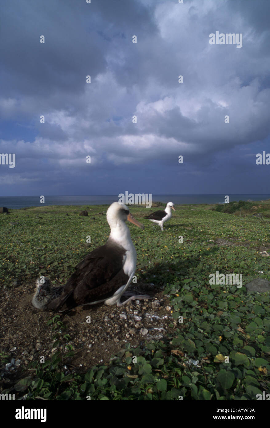 Laysan Albatros Erwachsener und Küken auf Boden nisten am Kaena Point Oahu Hawaii andere Erwachsene Meer und Wolken im Hintergrund Stockfoto