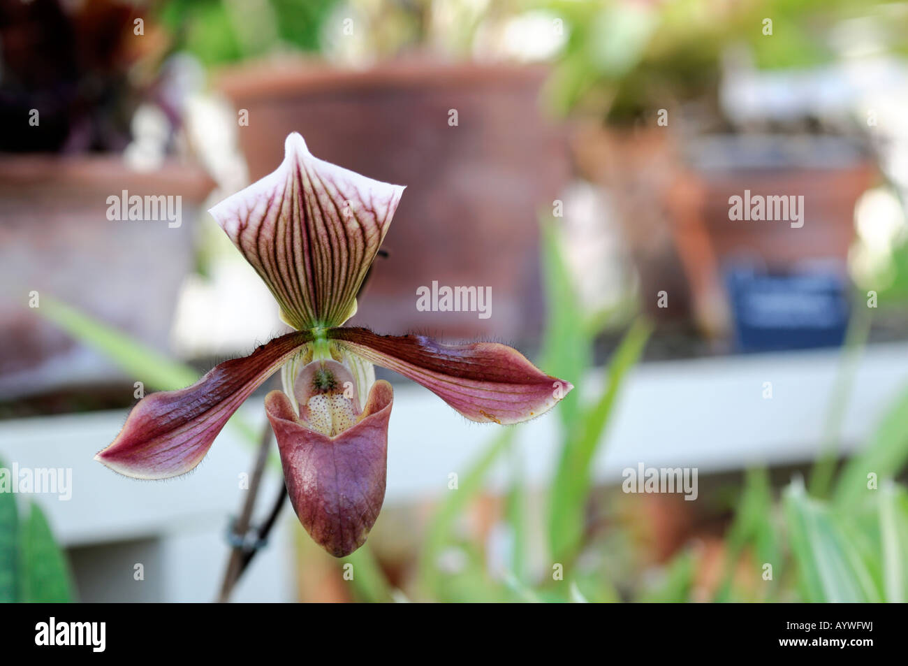 Paphiopedilum Colbert Blume in einem Wintergarten Stockfoto