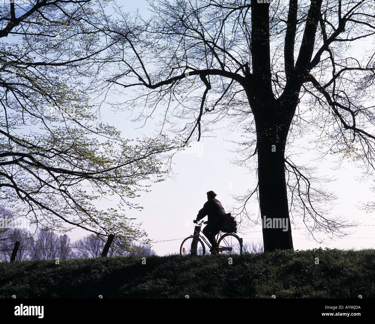 Freizeit, Radfahrer, Fahrrad, Bäume, silhouette Stockfoto