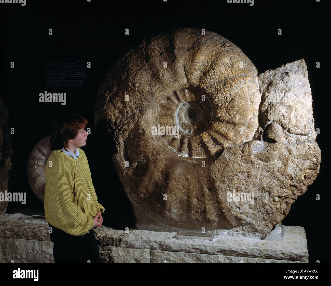 Weltbekannter Ammonit aus Seppenrade Im Naturkundemuseum in Münster, Münsterland, Nordrhein-Westfalen Stockfoto