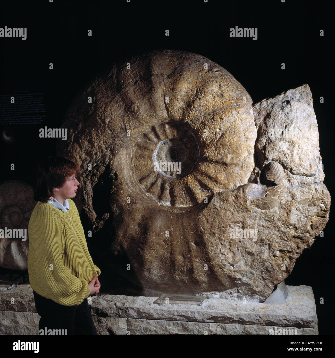 Weltbekannter Ammonit aus Seppenrade Im Naturkundemuseum in Münster, Münsterland, Nordrhein-Westfalen Stockfoto