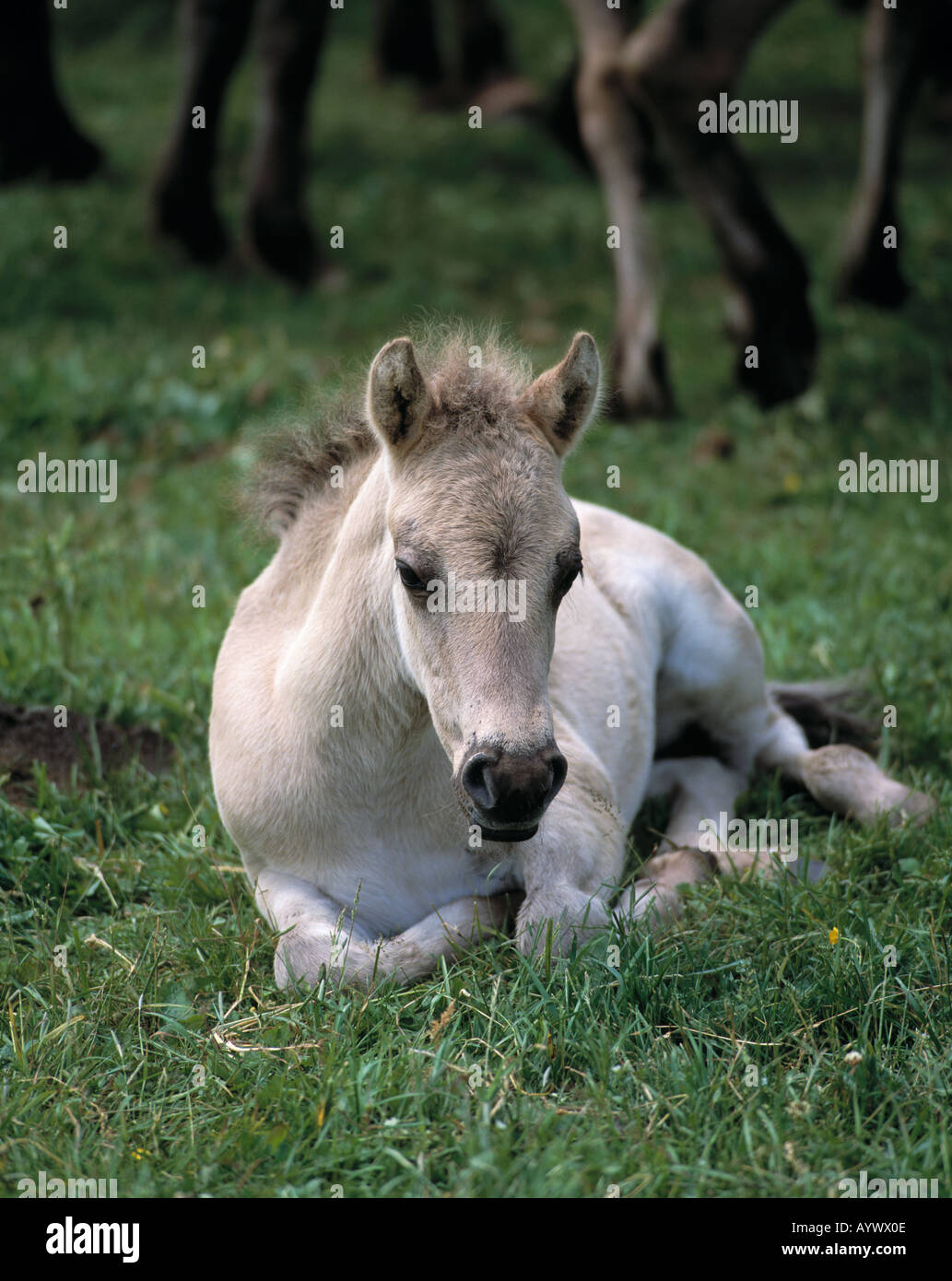 D-Dülmen, Naturschutzgebiet Hohe Mark, Münsterland, NRW, D-Dülmen-Merfeld Merfelder Bruch, Wildpferd, Wildpferde auf einer Weide, Wiese, Fohlen, Colt, Stute, Tier, Tiere, Tierwelt, Fauna, Stockfoto